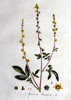 L'Aigremoine, Agrimonia eupatoria
