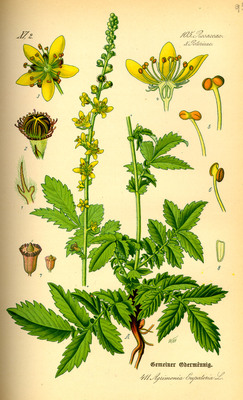 L'Aigremoine (Agrimonia eupatoria)
