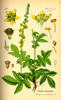 L'Aigremoine, Agrimonia eupatoria