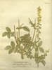 L'Aigremoine, Agrimonia eupatoria