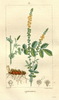 L'Aigremoine, Agrimonia eupatoria