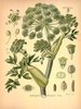 L'Angélique officinale, Angelica archangelica