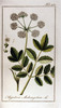 L'Angélique officinale, Angelica archangelica