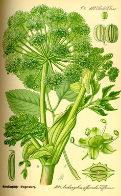L'Angélique officinale (Angelica archangelica)