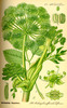 L'Angélique officinale, Angelica archangelica