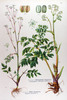L'Angélique officinale, Angelica archangelica
