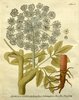 L'Angélique officinale, Angelica archangelica