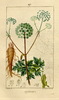 L'Angélique officinale, Angelica archangelica