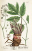 L'Angélique officinale, Angelica archangelica