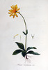 L'Arnica des montagnes, Arnica montana