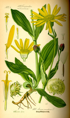 L'Arnica des montagnes (Arnica montana)