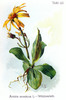 L'Arnica des montagnes, Arnica montana