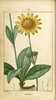 L'Arnica des montagnes, Arnica montana