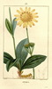 L'Arnica des montagnes, Arnica montana
