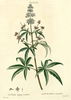 Le Gattilier, Vitex agnus-castus