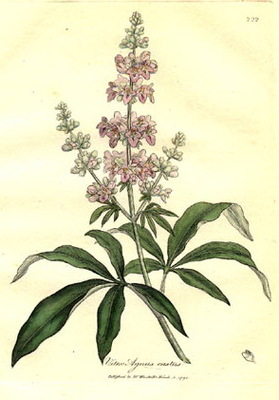 Le Gattilier (Vitex agnus-castus)