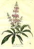 Le Gattilier, Vitex agnus-castus