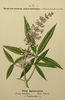 Le Gattilier, Vitex agnus-castus
