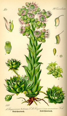 La Joubarbe des toits, Sempervivum tectorum