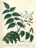 L'Ailante glanduleux, Ailanthus altissima