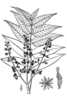 L'Ailante glanduleux, Ailanthus altissima