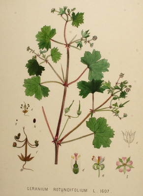 Le Géranium à feuilles rondes (Geranium rotundifolium)