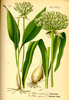 L'Ail des ours (Allium ursinum)
