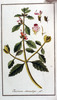 La Germandrée petit-chêne, Teucrium chamaedrys