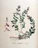 La Germandrée petit-chêne, Teucrium chamaedrys