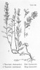 La Germandrée petit-chêne, Teucrium chamaedrys