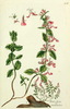 La Germandrée petit-chêne, Teucrium chamaedrys