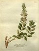 La Germandrée petit-chêne, Teucrium chamaedrys