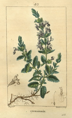 La Germandrée petit-chêne, Teucrium chamaedrys