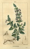 La Germandrée petit-chêne, Teucrium chamaedrys