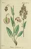 L'Oseille commune, Rumex acetosa