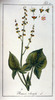 L'Oseille commune, Rumex acetosa