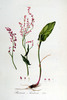 L'Oseille commune, Rumex acetosa