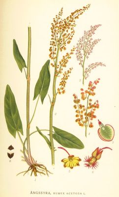 L'Oseille commune, Rumex acetosa