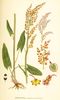 L'Oseille commune, Rumex acetosa