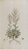 L'Oseille commune, Rumex acetosa