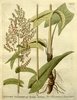 L'Oseille commune, Rumex acetosa