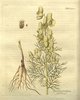 L'Aconit anthore (Aconitum anthora)