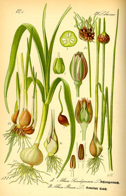 L'Ail rocambole (Allium scorodoprasum)