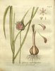 L'Ail rocambole, Allium scorodoprasum