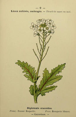 Le Diplotaxis, Diplotaxis erucoides