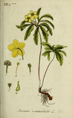 L'Anémone fausse renoncule (Anemone ranunculoides)