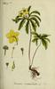 L'Anémone fausse renoncule, Anemone ranunculoides