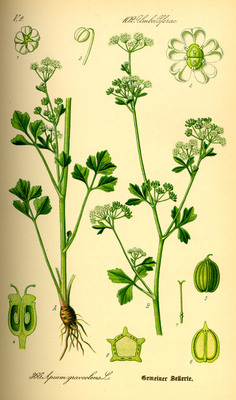 L'Ache des marais (Apium graveolens)