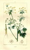 L'Ache des marais, Apium graveolens