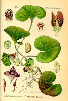 L'Asaret d'Europe (Asarum europaeum)